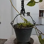 Terracielo 4*