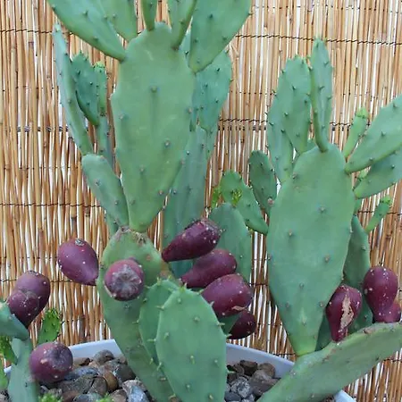 Terracielo Pensionat 4*